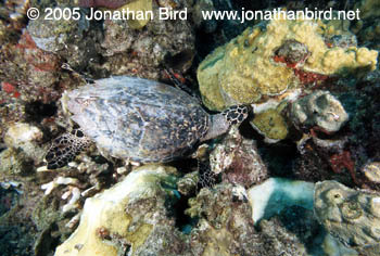 Hawksbill Sea turtle [Eretmochelys imbricata]