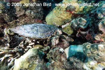 Hawksbill Sea turtle [Eretmochelys imbricata]