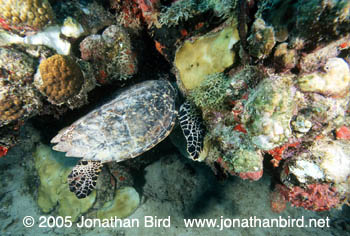 Hawksbill Sea turtle [Eretmochelys imbricata]