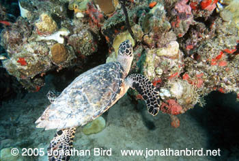 Hawksbill Sea turtle [Eretmochelys imbricata]