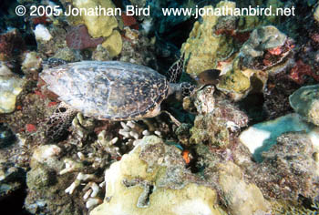 Hawksbill Sea turtle [Eretmochelys imbricata]