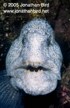 Pacific Wolf Fish [Anarrhichthys ocellatus]