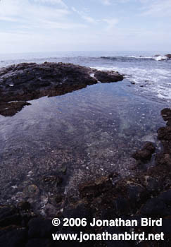  Tide pool [--]