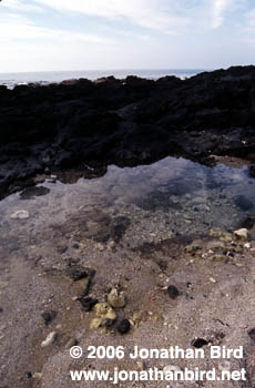  Tide pool [--]