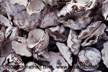 Tridacna Clam farm [--]