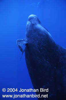 Short-finned Pilot Whale [Globicephala macrorhynchus]