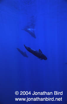 Short-finned Pilot Whale [Globicephala macrorhynchus]