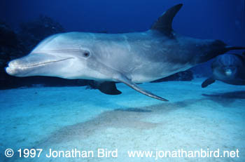 Bottlenosed Dolphin [Tursiops truncatus]