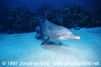 Bottlenosed Dolphin [Tursiops truncatus]