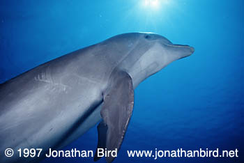 Bottlenosed Dolphin [Tursiops truncatus]