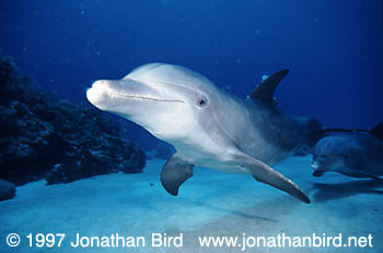 Bottlenosed Dolphin [Tursiops truncatus]