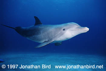 Bottlenosed Dolphin [Tursiops truncatus]