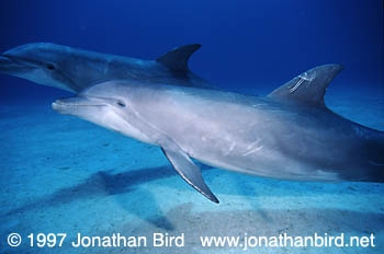 Bottlenosed Dolphin [Tursiops truncatus]