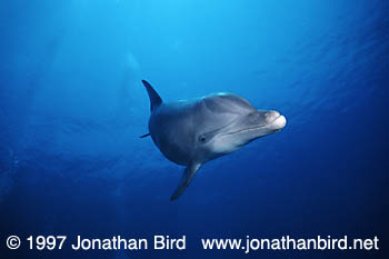 Bottlenosed Dolphin [Tursiops truncatus]