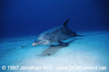 Bottlenosed Dolphin [Tursiops truncatus]