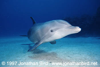 Bottlenosed Dolphin [Tursiops truncatus]