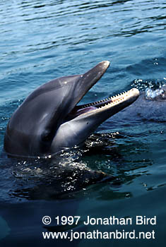 Bottlenosed Dolphin [Tursiops truncatus]