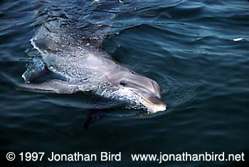 Bottlenosed Dolphin [Tursiops truncatus]