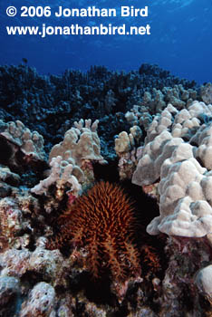 Crown of Thorns Sea star [Acanthaster planci]