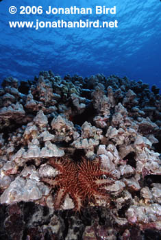 Crown of Thorns Sea star [Acanthaster planci]