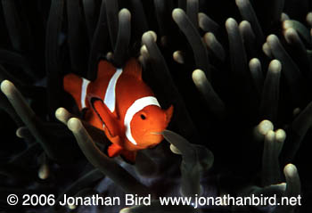 False Clown Anemonefish [Amphiprion ocellaris]