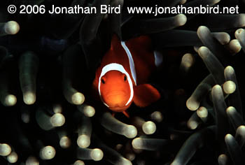 False Clown Anemonefish [Amphiprion ocellaris]