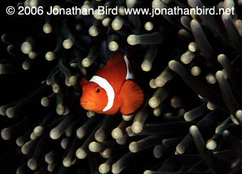 False Clown Anemonefish [Amphiprion ocellaris]