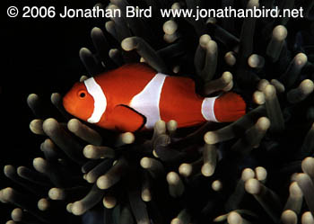 False Clown Anemonefish [Amphiprion ocellaris]