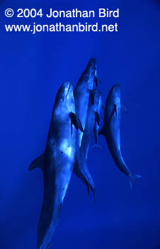 False Killer Whale [Pseudorca crassidens]