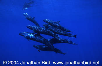 False Killer Whale [Pseudorca crassidens]