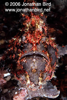 Giant Frogfish [Antennarius commersoni]