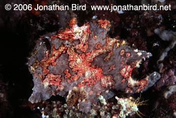 Giant Frogfish [Antennarius commersoni]