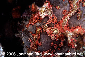 Giant Frogfish [Antennarius commersoni]