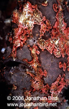 Giant Frogfish [Antennarius commersoni]