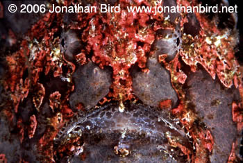 Giant Frogfish [Antennarius commersoni]