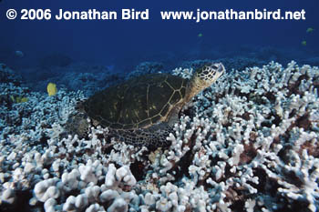 Green Sea turtle [Chelonia mydas]