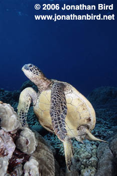 Green Sea turtle [Chelonia mydas]