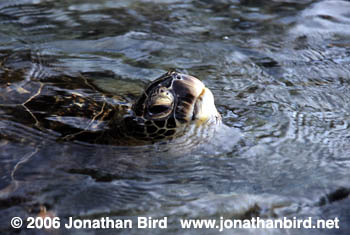 Green Sea turtle [Chelonia mydas]