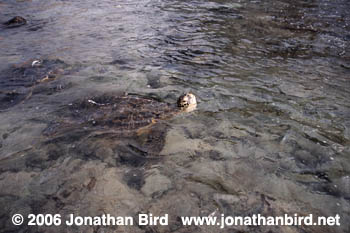 Green Sea turtle [Chelonia mydas]