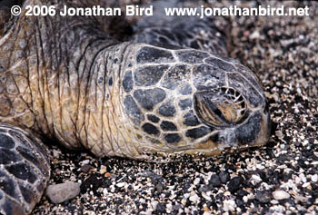 Green Sea turtle [Chelonia mydas]