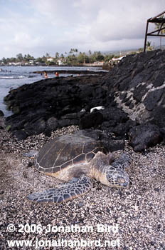 Green Sea turtle [Chelonia mydas]