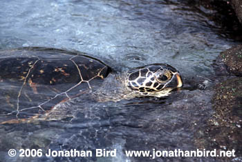 Green Sea turtle [Chelonia mydas]