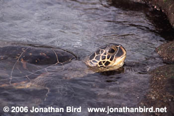 Green Sea turtle [Chelonia mydas]