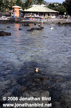 Green Sea turtle [Chelonia mydas]