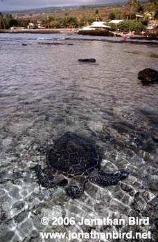 Green Sea turtle [Chelonia mydas]