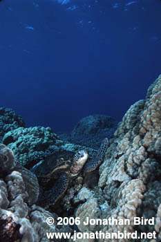 Green Sea turtle [Chelonia mydas]