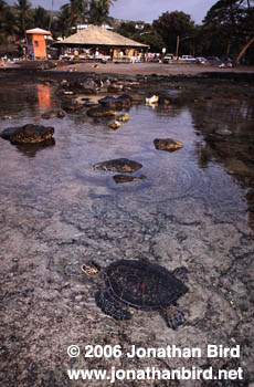 Green Sea turtle [Chelonia mydas]