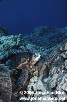 Green Sea turtle [Chelonia mydas]