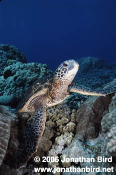 Green Sea turtle [Chelonia mydas]