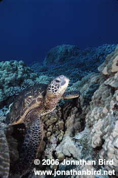 Green Sea turtle [Chelonia mydas]